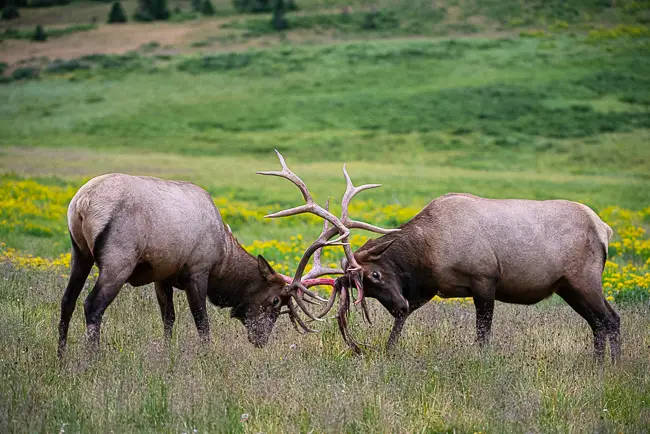 Elk Bulls sparring in Rocky Mountain National Park